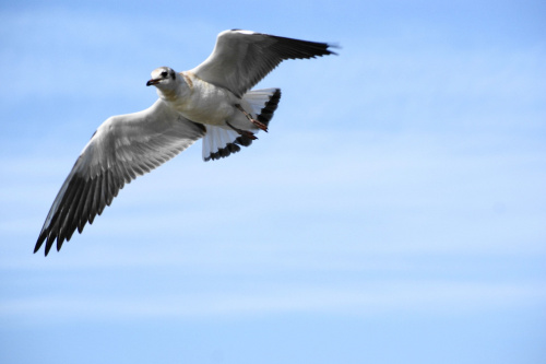 Mewy, sea-gull #mewy #morze #sea #xnifar #rafinski