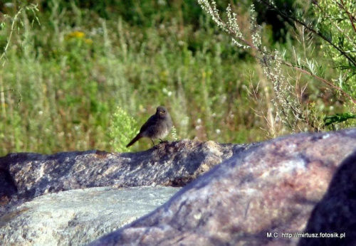 Kopciuszek zwyczajny, kopciuszek (Phoenicurus ochruros)