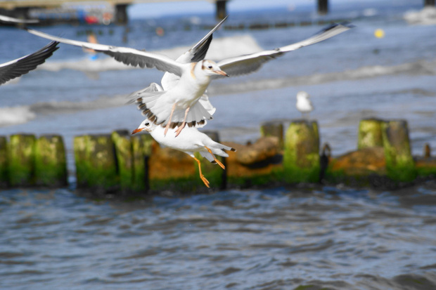 Mewy, sea-gull #mewy #morze #sea #xnifar #rafinski