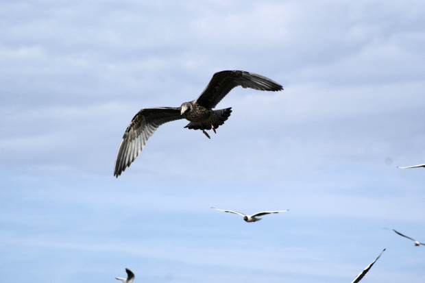 Mewy, sea-gull #mewy #morze #sea #xnifar #rafinski