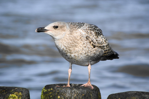 Mewy, sea-gull #mewy #morze #sea #xnifar #rafinski