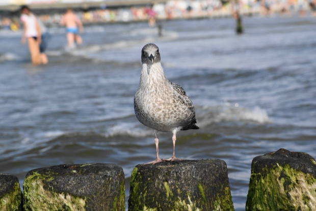 Mewy, sea-gull #mewy #morze #sea #xnifar #rafinski