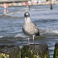 Mewy, sea-gull #mewy #morze #sea #xnifar #rafinski