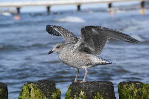 Mewy, sea-gull #mewy #morze #sea #xnifar #rafinski