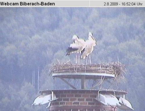 Biberach-Baden