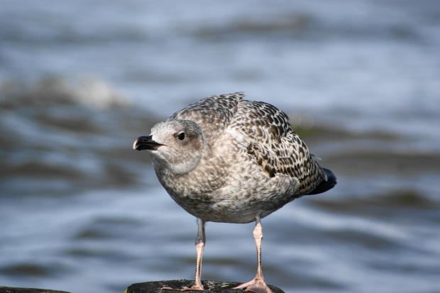 Mewy, sea-gull #mewy #morze #sea #xnifar #rafinski