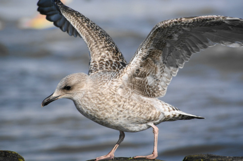 Mewy, sea-gull #mewy #morze #sea #xnifar #rafinski