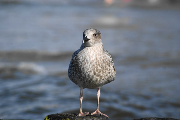 Mewy, sea-gull #mewy #morze #sea #xnifar #rafinski