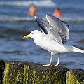 Mewy, sea-gull #mewy #morze #sea #xnifar #rafinski