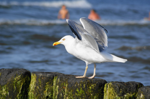 Mewy, sea-gull #mewy #morze #sea #xnifar #rafinski