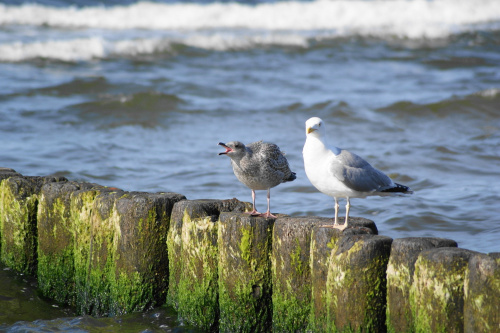 Mewy, sea-gull #mewy #morze #sea #xnifar #rafinski