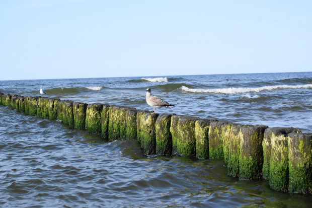 Mewy, sea-gull #mewy #morze #sea #xnifar #rafinski