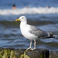 Mewy, sea-gull #mewy #morze #sea #xnifar #rafinski