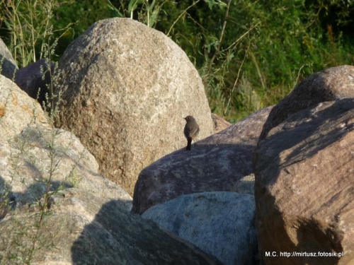 Kopciuszek zwyczajny, kopciuszek (Phoenicurus ochruros)