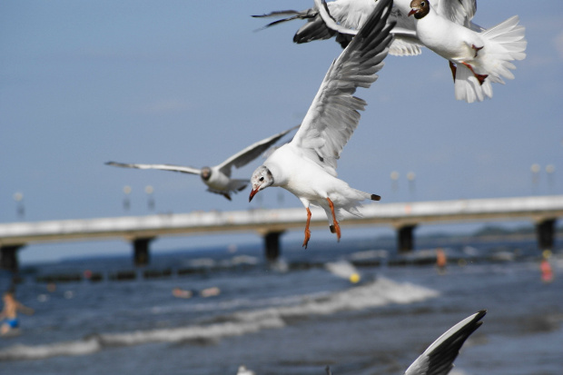 Mewy, sea-gull #mewy #morze #sea #xnifar #rafinski