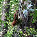 Wiewiórka pospolita, wiewiórka ruda (Sciurus vulgaris)