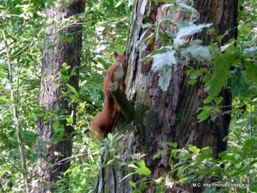 Wiewiórka pospolita, wiewiórka ruda (Sciurus vulgaris)