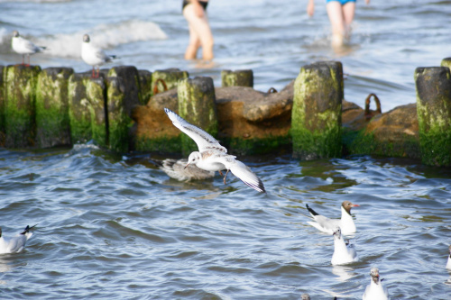 Mewy, sea-gull #mewy #morze #sea #xnifar #rafinski