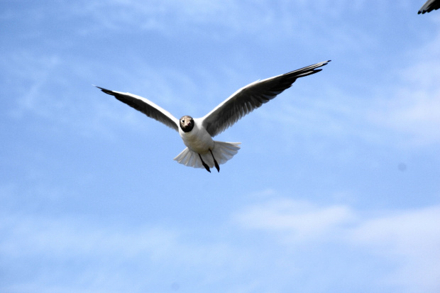 Mewy, sea-gull #mewy #morze #sea #xnifar #rafinski