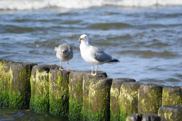 Mewy, sea-gull #mewy #morze #sea #xnifar #rafinski