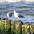 Mewy, sea-gull #mewy #morze #sea #xnifar #rafinski