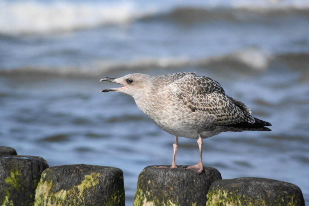 Mewy, sea-gull #mewy #morze #sea #xnifar #rafinski