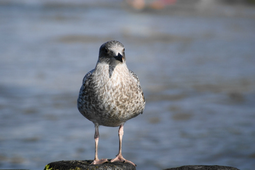 Mewy, sea-gull #mewy #morze #sea #xnifar #rafinski