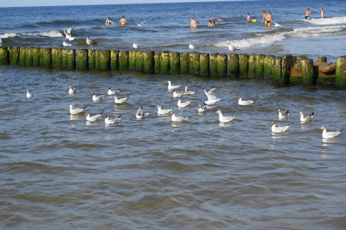 Mewy, sea-gull #mewy #morze #sea #xnifar #rafinski