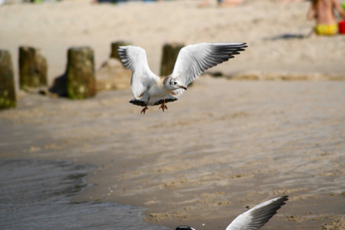 Mewy, sea-gull #mewy #morze #sea #xnifar #rafinski