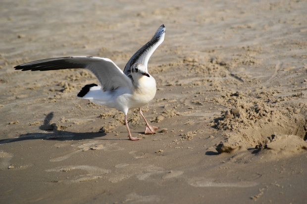 Mewy, sea-gull #mewy #morze #sea #xnifar #rafinski