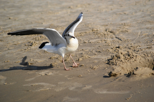 Mewy, sea-gull #mewy #morze #sea #xnifar #rafinski