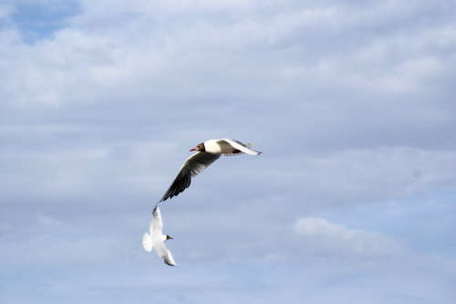 Mewy, sea-gull #mewy #morze #sea #xnifar #rafinski