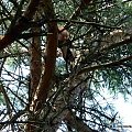 Wiewiórka pospolita, wiewiórka ruda (Sciurus vulgaris)