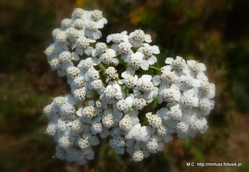 Krwawnik (Achillea L.)