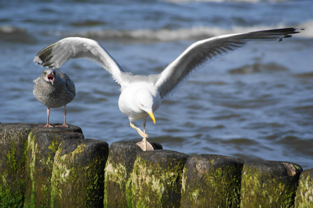 Mewy, sea-gull #mewy #morze #sea #xnifar #rafinski