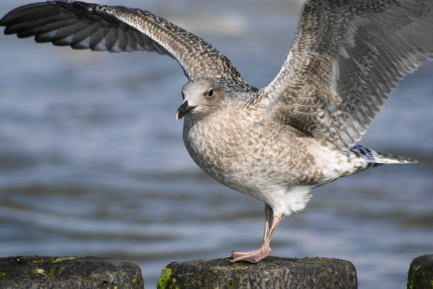 Mewy, sea-gull #mewy #morze #sea #xnifar #rafinski