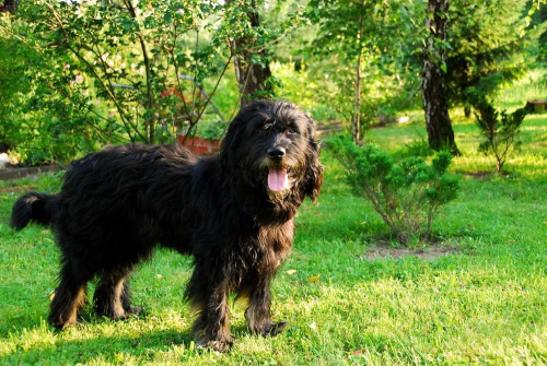 Znaleziono psa w typie owczarek portugalski
Psiak znaleziony na początku lipca 2009 roku, w okolicach Sosnowca. Został wyrzucony z samochodu (zeznania świadków), ale myślę, że to nie znaczy, że się nie zgubił i właściciel go nie szuka.
Psiak jest młody...
