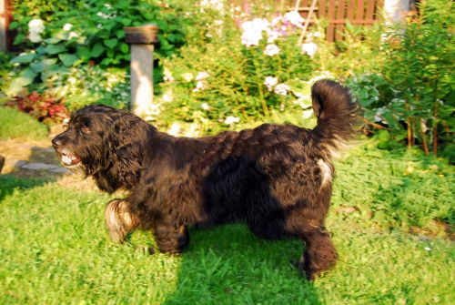 Znaleziono psa w typie owczarek portugalski
Psiak znaleziony na początku lipca 2009 roku, w okolicach Sosnowca. Został wyrzucony z samochodu (zeznania świadków), ale myślę, że to nie znaczy, że się nie zgubił i właściciel go nie szuka.
Psiak jest młody...