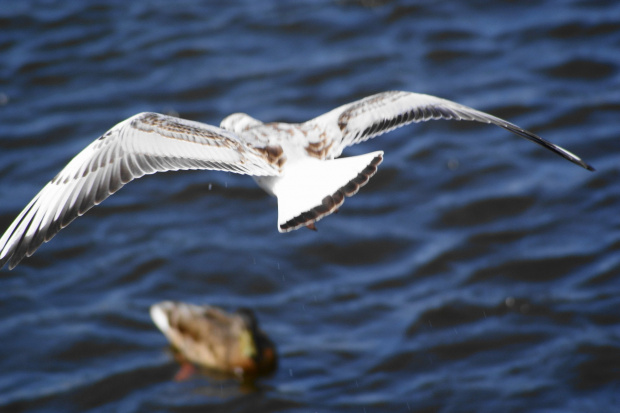 Mewy, sea-gull #mewy #morze #sea #xnifar #rafinski