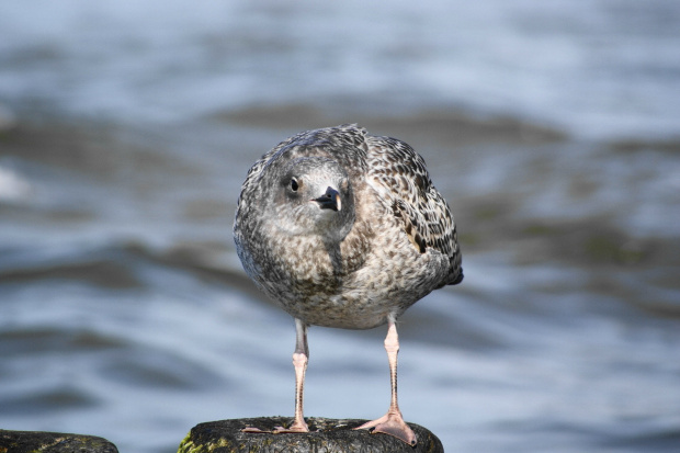 Mewy, sea-gull #mewy #morze #sea #xnifar #rafinski