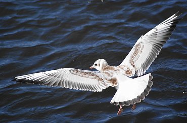 Mewy, sea-gull #mewy #morze #sea #xnifar #rafinski