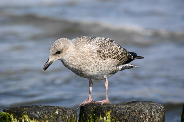 Mewy, sea-gull #mewy #morze #sea #xnifar #rafinski