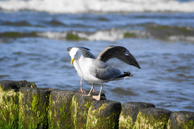 Mewy, sea-gull #mewy #morze #sea #xnifar #rafinski