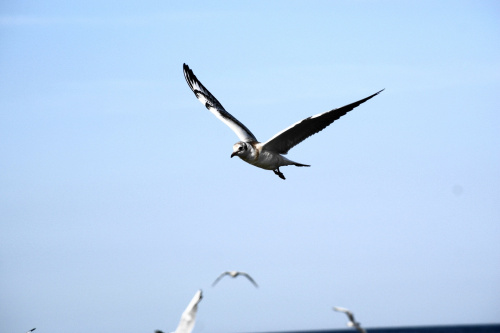 Mewy, sea-gull #mewy #morze #sea #xnifar #rafinski