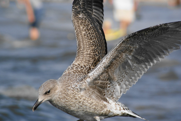 Mewy, sea-gull #mewy #morze #sea #xnifar #rafinski