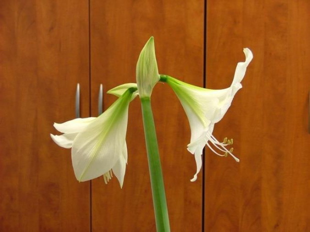 odmiana 'Limona' - 16 maja 2009 #amarylis #Hippeastrum #hydroponika #Limona