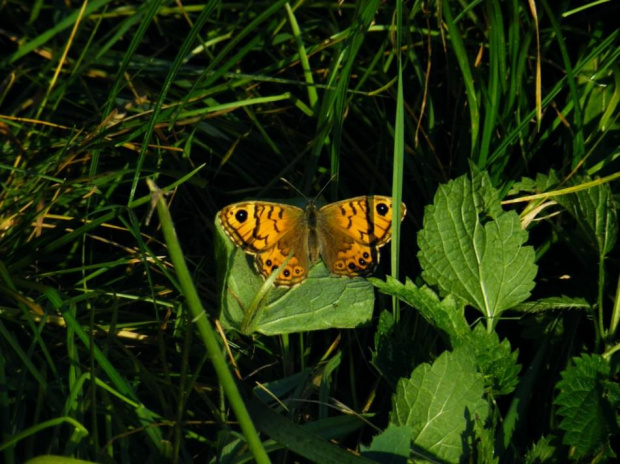 nie mogę podejść bliżej---motyli mało i płochliwe #motyl #owad