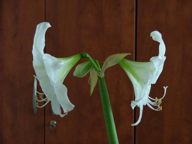 odmiana 'Limona' - 20 maja 2009 #amarylis #Hippeastrum #hydroponika #Limona