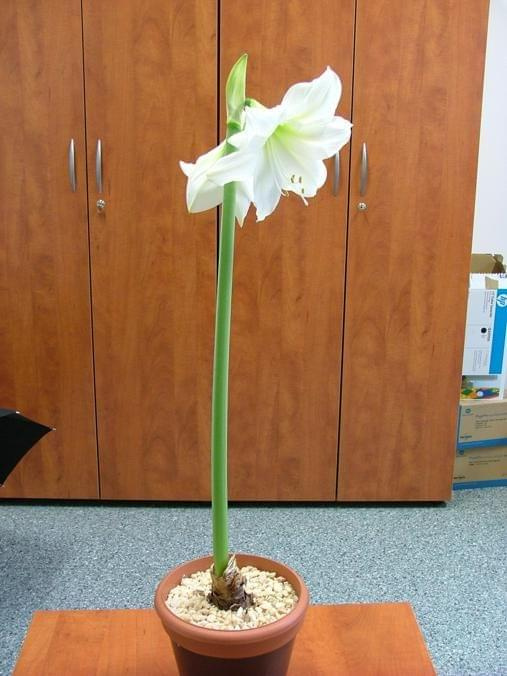 odmiana 'Limona' - 16 maja 2009 #amarylis #Hippeastrum #hydroponika #Limona