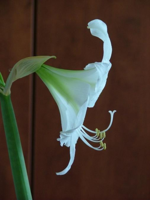 odmiana 'Limona' - 20 maja 2009 #amarylis #Hippeastrum #hydroponika #Limona